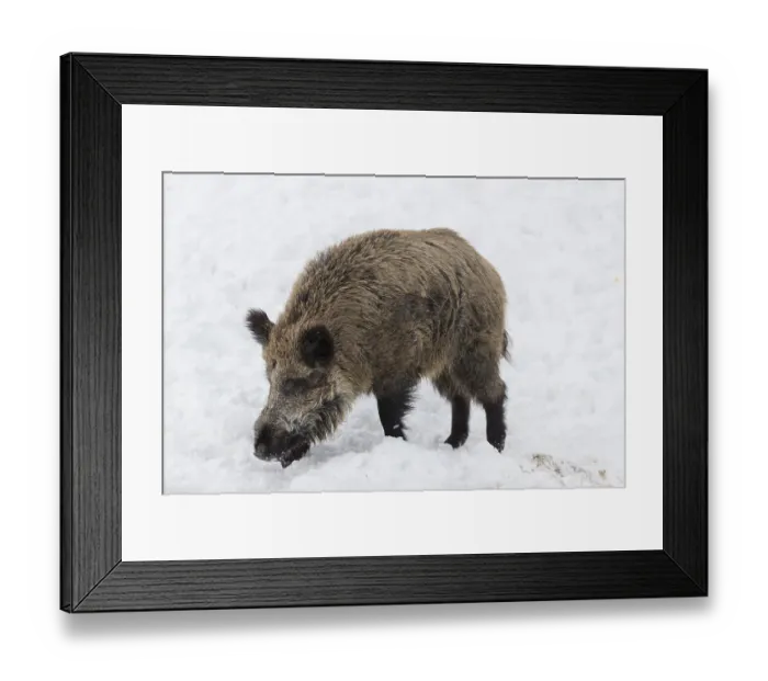 Framed Print : Wild boar or wild pig (Sus scrofa)
