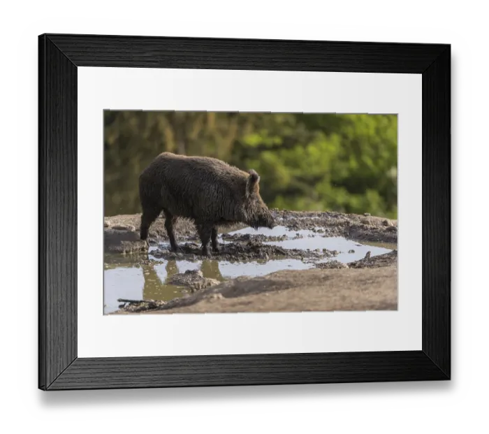 Framed Print : One wild boar or wild pig (Sus scrofa)