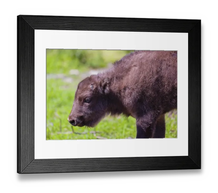 Framed Print : Portrait of an European bison calf (Bison bonasus)