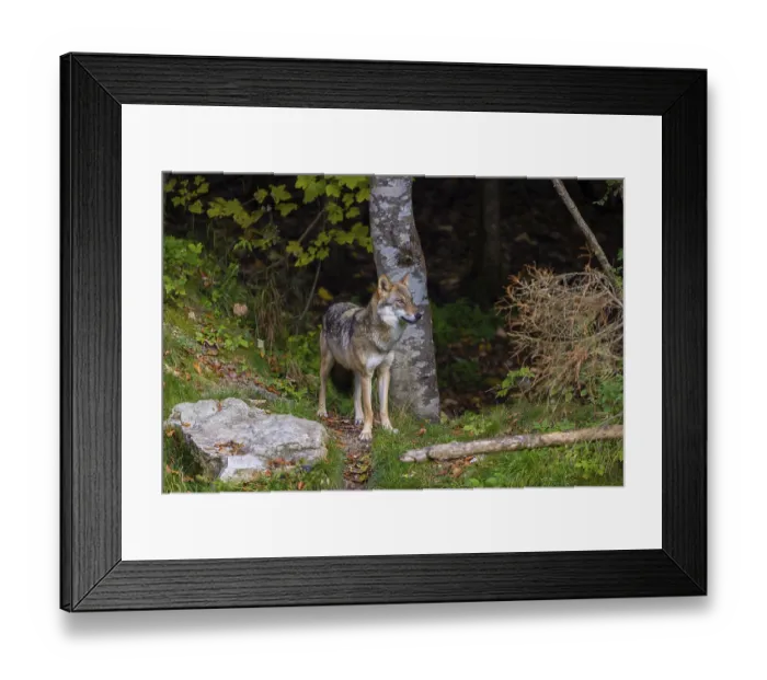 Framed Print : One Eurasian gray wolf (Canis lupus lupus) leaves the dark forest and enters a clearing