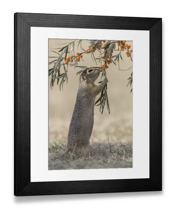 Framed Print : One European ground squirrel (Spermophilus citellus)