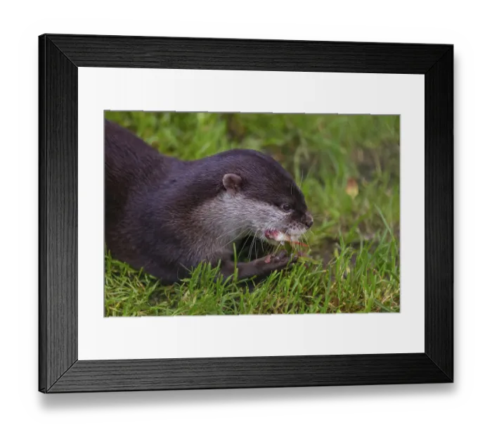 Framed Print : One oriental small-clawed otter or Asian small-clawed otter (Aonyx cinerea)