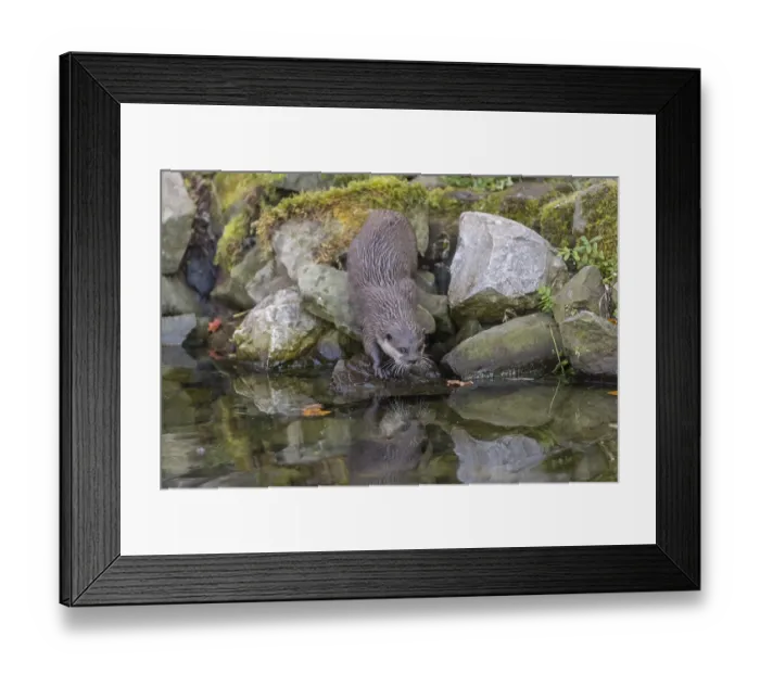 Framed Print : One oriental small-clawed otter or Asian small-clawed otter (Aonyx cinerea) Framed Print : One oriental small-clawed otter or Asian small-clawed otter (Aonyx cinerea)