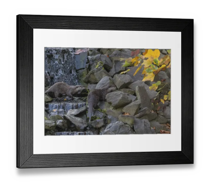 Framed Print : Two oriental small-clawed otter or Asian small-clawed otter (Aonyx cinerea)