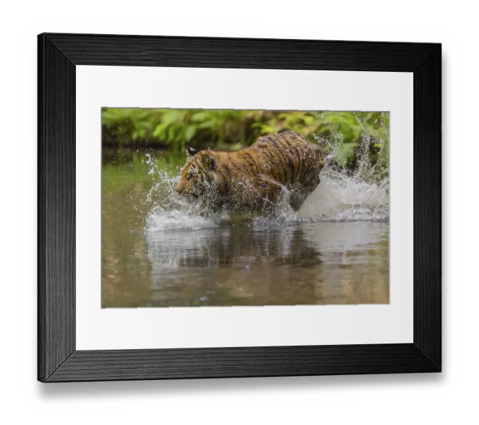 Framed Print : One young female Siberian Tiger Framed Print : One young female Siberian Tiger