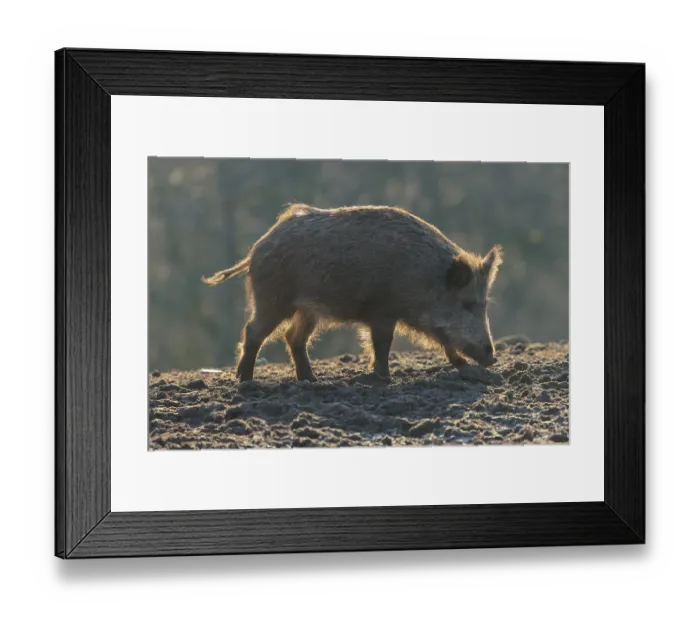 Framed Print : A wild boar (Sus scrofa) searches for food on a frozen field