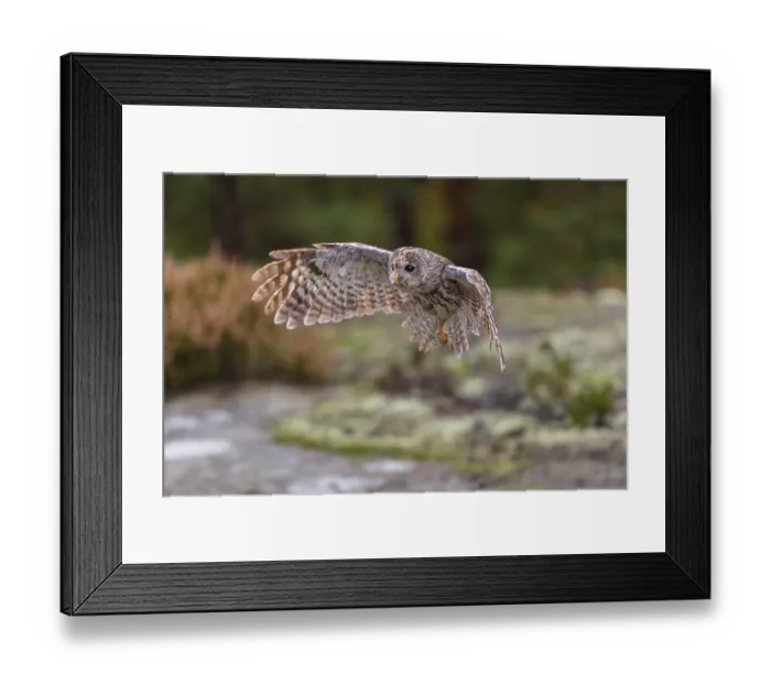 Framed Print : One tawny owl or brown owl (Strix aluco) flying over heather near a forest