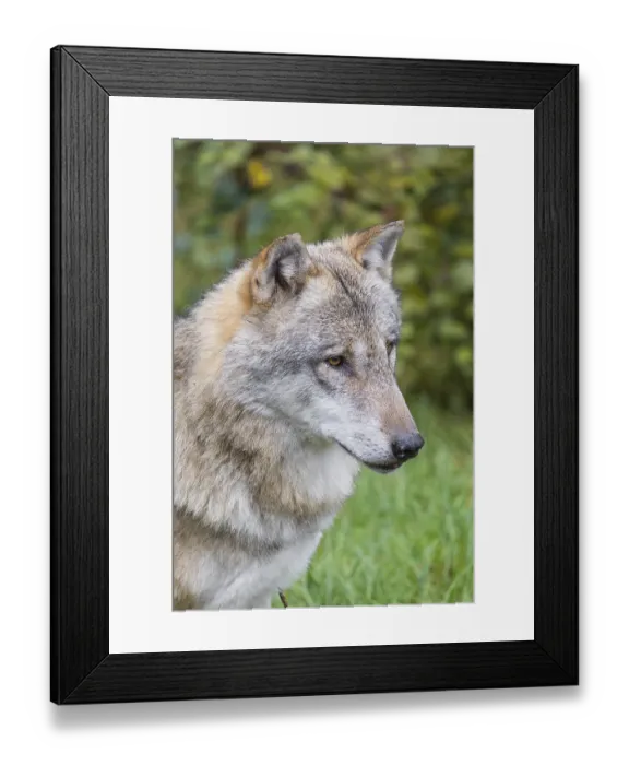 Framed Print : Portrait of a male grey wolf (Canis lupus lupus)