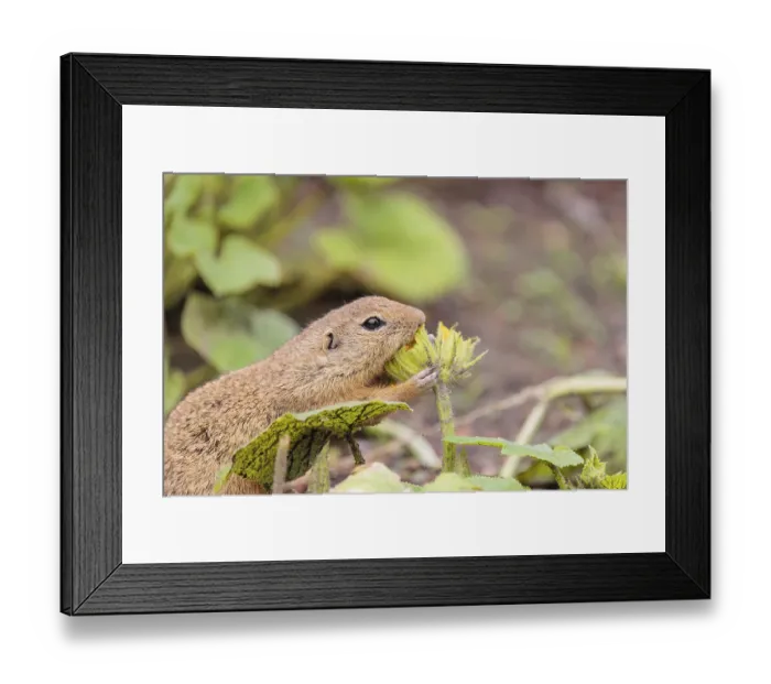 Framed Print : A European ground squirrel (Spermophilus citellus) Framed Print : A European ground squirrel (Spermophilus citellus)