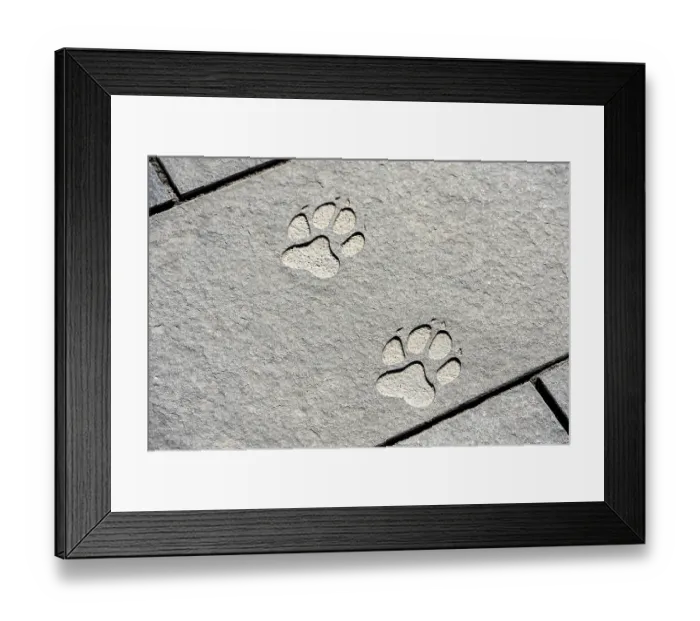 Framed Print : Paw print, wolf track chiselled into stone slab on pavement
