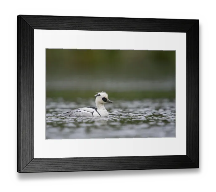 Framed Print : Surprising encounter... Red-breasted Merganser (Mergellus albellus)