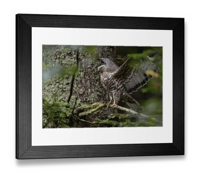 Framed Print : Wing-flapping... Honey buzzard (Pernis apivorus) Framed Print : Wing-flapping... Honey buzzard (Pernis apivorus)
