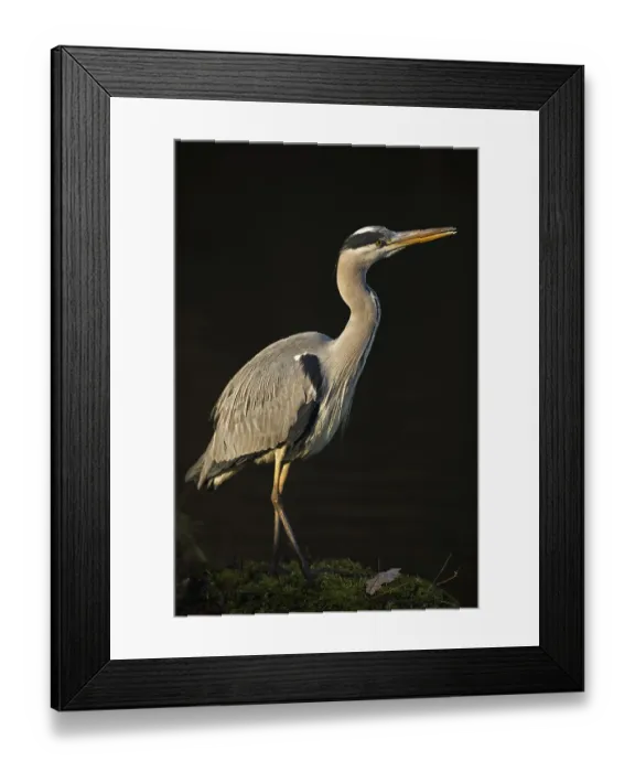 Framed Print : In the spotlight... Grey heron (Ardea cinerea) in wonderful Framed Print : In the spotlight... Grey heron (Ardea cinerea) in wonderful