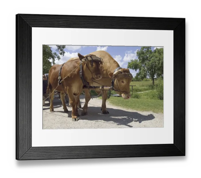 Framed Print : Franconian aurochs cattle harnessed to pull a cart Framed Print : Franconian aurochs cattle harnessed to pull a cart