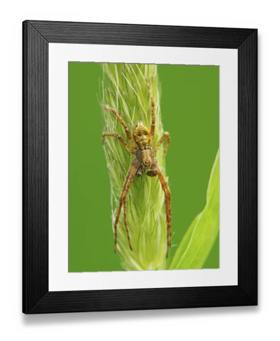 Framed Print : Philodromid crab spider or running crab spider (Philodromus aureolus) Framed Print : Philodromid crab spider or running crab spider (Philodromus aureolus)