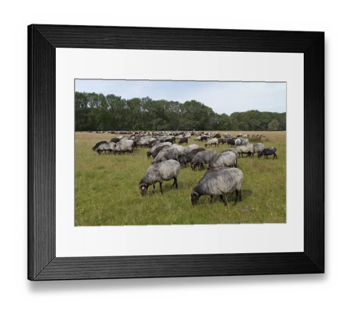 Framed Print : Flock of Heidschnucke moorland sheep near Wilsede Framed Print : Flock of Heidschnucke moorland sheep near Wilsede