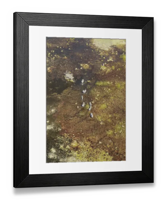 Framed Print : Burchell's Zebras (Equus quagga burchelli)