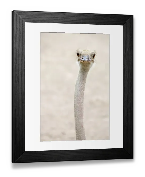 Framed Print : Common ostrich (Struthio camelus)