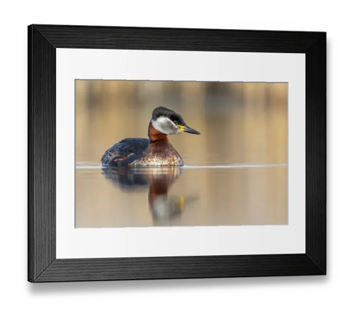 Framed Print : Red-necked Grebe (Podiceps grisegena) grebe