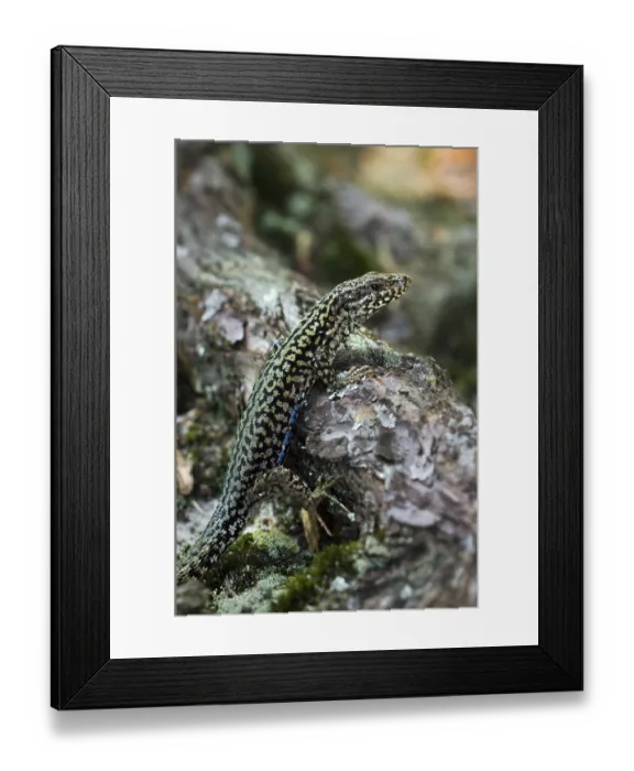 Framed Print : Iberian rock lizard (Lacerta muralis) Framed Print : Iberian rock lizard (Lacerta muralis)