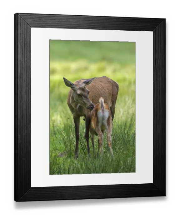 Framed Print : Red deer (Cervus elaphus) with suckling fawn in grassland Framed Print : Red deer (Cervus elaphus) with suckling fawn in grassland