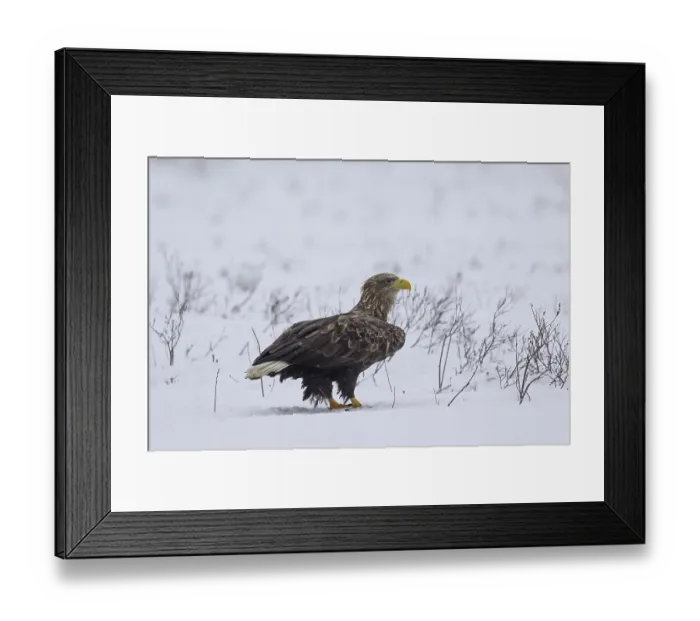 Framed Print : White-tailed Eagle (Haliaeetus albicilla)