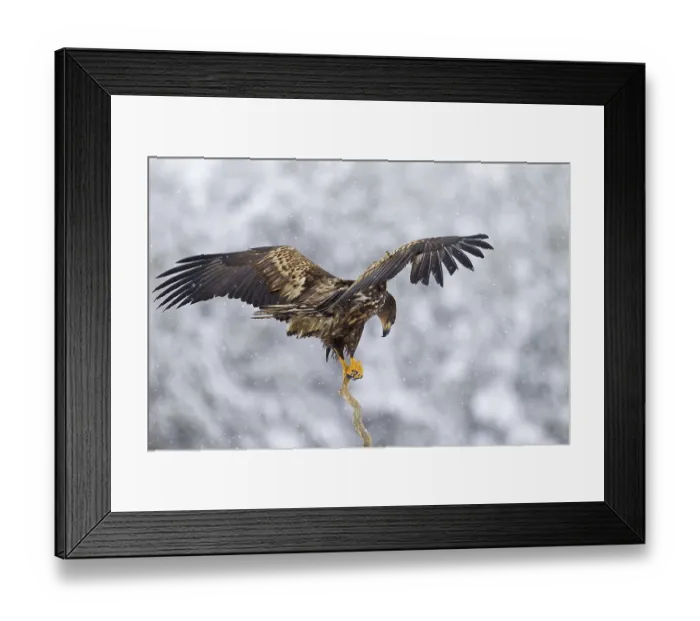 Framed Print : White-tailed Eagle (Haliaeetus albicilla)