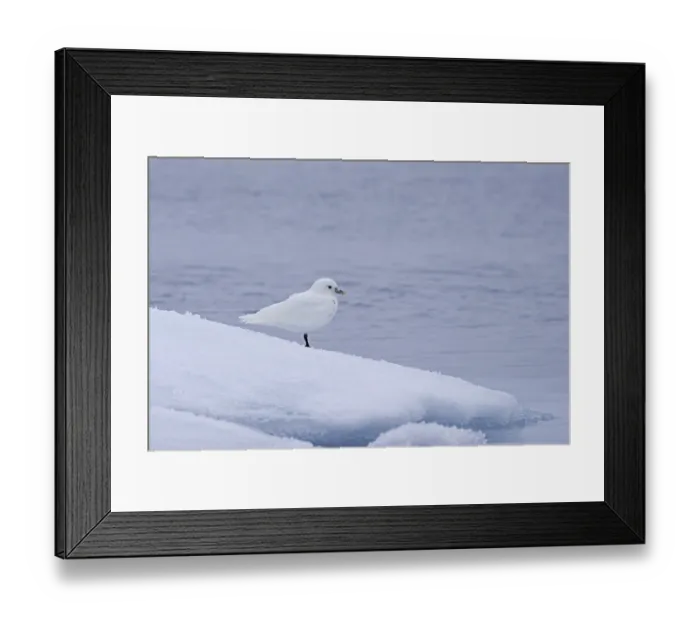 Framed Print : Ivory gull (Pagophila eburnea) (Larus eburneus) on ice floe along the coast of Svalbard