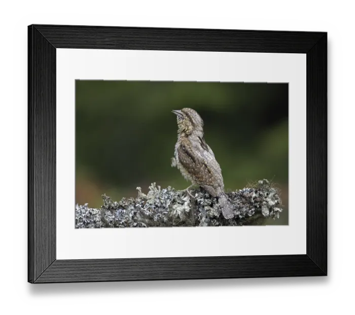 Framed Print : Eurasian wryneck (Jynx torquilla)