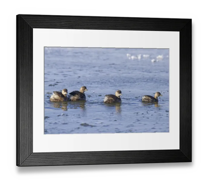 Framed Print : Four little grebes (Tachybaptus ruficollis)