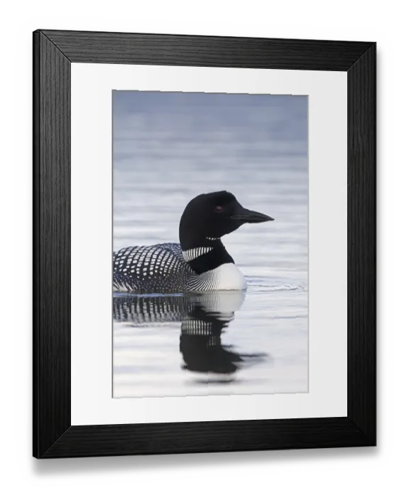 Framed Print : Common loon, great northern diver (Gavia immer) in breeding plumage swimming in summer