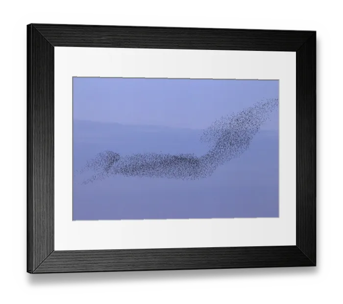 Framed Print : European starling (Sturnus vulgaris) murmuration