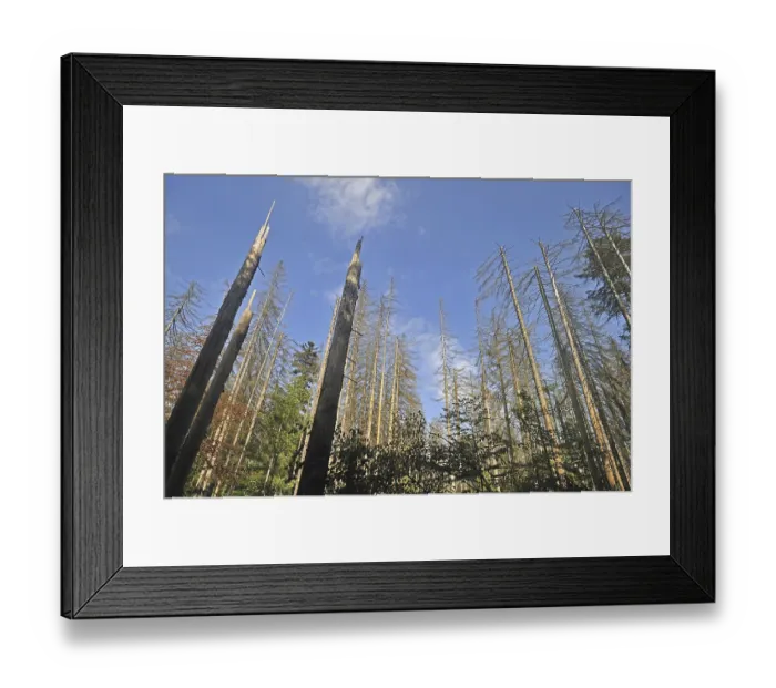 Framed Print : Broken dead spruce trees afflicted by European spruce bark beetle (Ips typographus L)