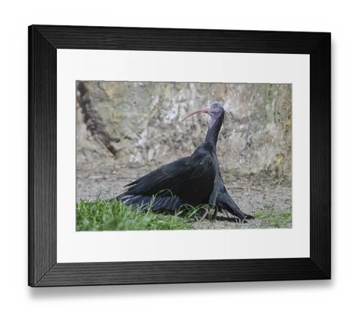 Framed Print : Northern bald ibis, Hermit ibis Framed Print : Northern bald ibis, Hermit ibis