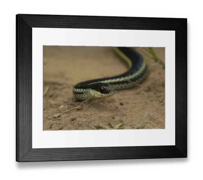 Framed Print : Lateral water snake (Thamnosophis lateralis)