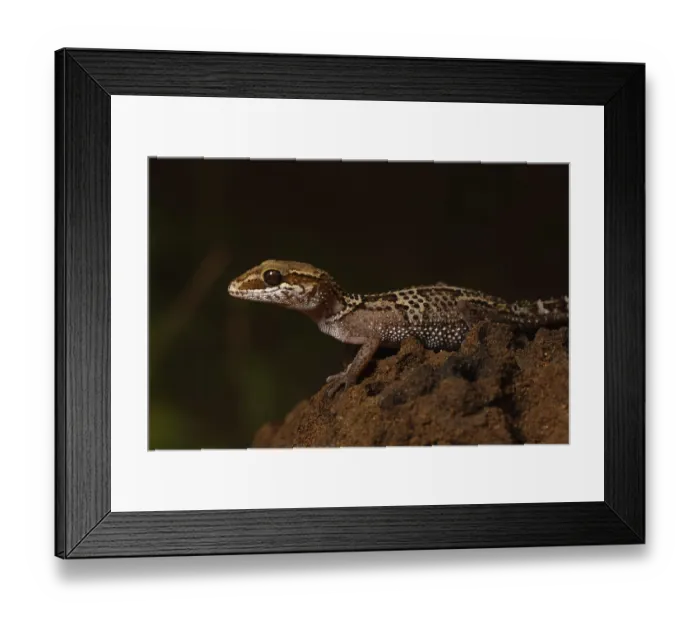 Framed Print : Stumpff's ground gecko (Paroedura stumpffi)