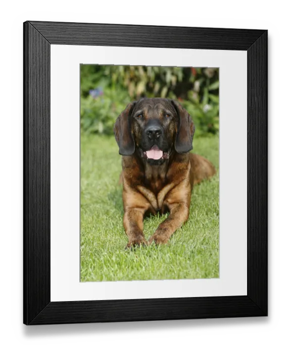Framed Print : Hanoverian bloodhound