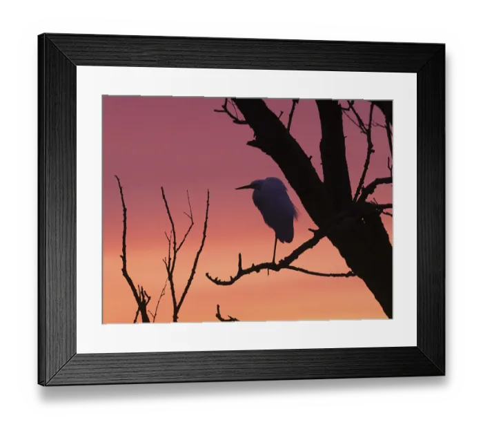 Framed Print : Little Egret (Egretta gazetta)