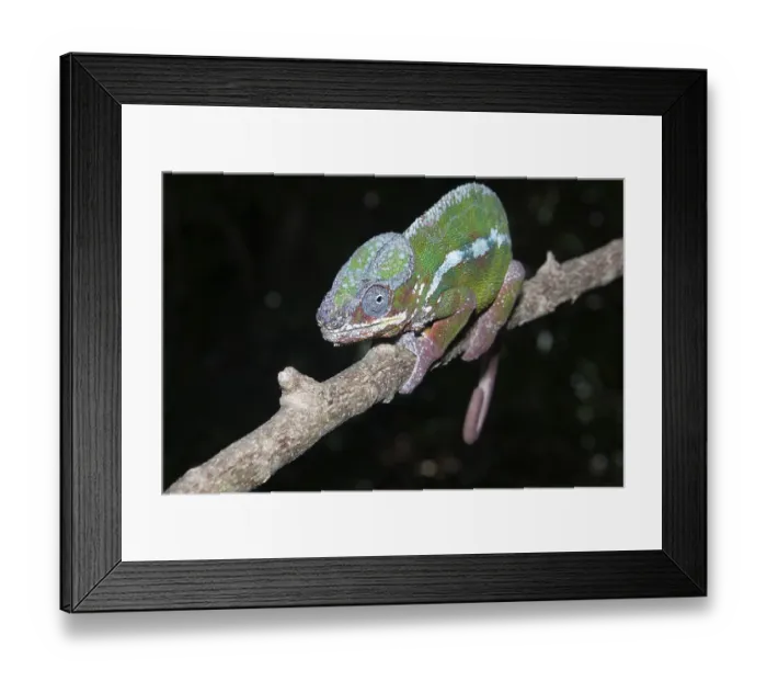 Framed Print : Male Panther Chameleon (Furcifer pardalis) Framed Print : Male Panther Chameleon (Furcifer pardalis)