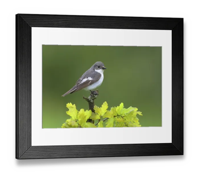Framed Print : European Pied Flycatcher (Ficedula hypoleuca)