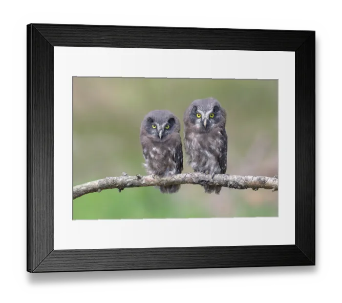 Framed Print : Tengmalm's Owl (Aegolius funereus) Framed Print : Tengmalm's Owl (Aegolius funereus)