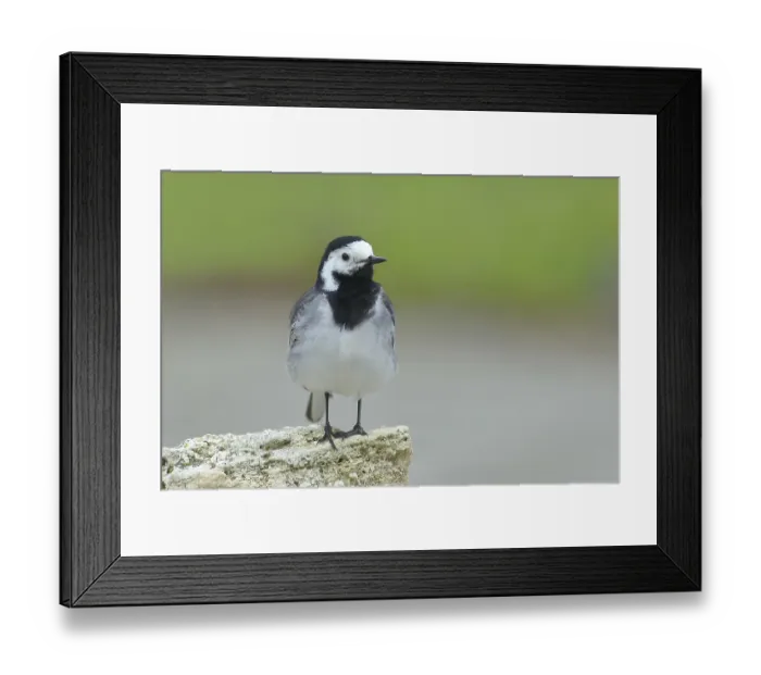 Framed Print : White wagtail (Motacilla alba) standing on stone