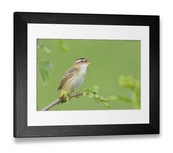 Framed Print : Sedge warbler (Acrocephalus schoenobaenus)