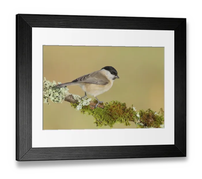 Framed Print : Marsh tit (Parus palustris), sitting on a branch overgrown with lichen and moss