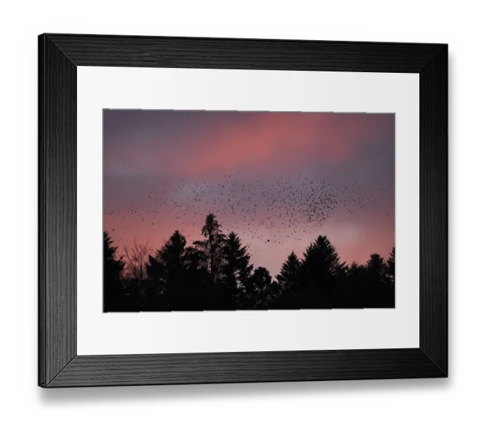 Framed Print : Brambling (Fringilla montifringilla) Framed Print : Brambling (Fringilla montifringilla)