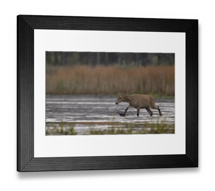 Framed Print : Red deer (Cervus elaphus) Young hind running relaxed through mud