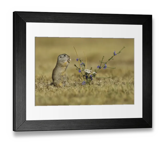 Framed Print : European Suslik (Spermophilus citellus) feeding a barley ferry