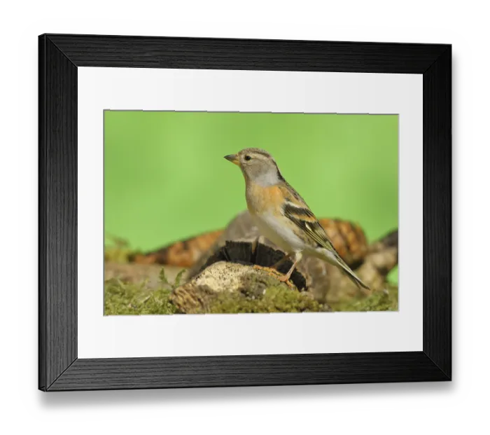 Framed Print : Brambling (Fringilla montifringilla)
