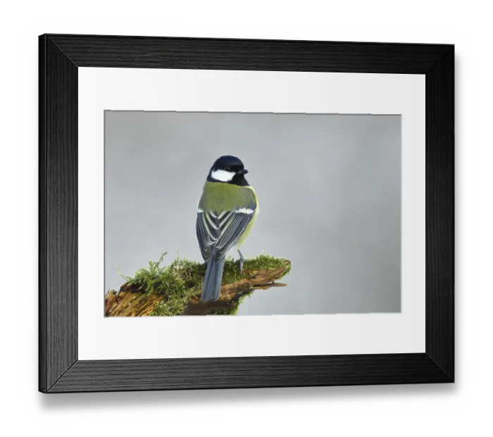 Framed Print : Great tit (Parus major), dorsal view