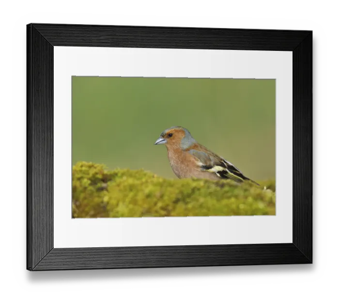 Framed Print : Common chaffinch (Fringilla coelebs)